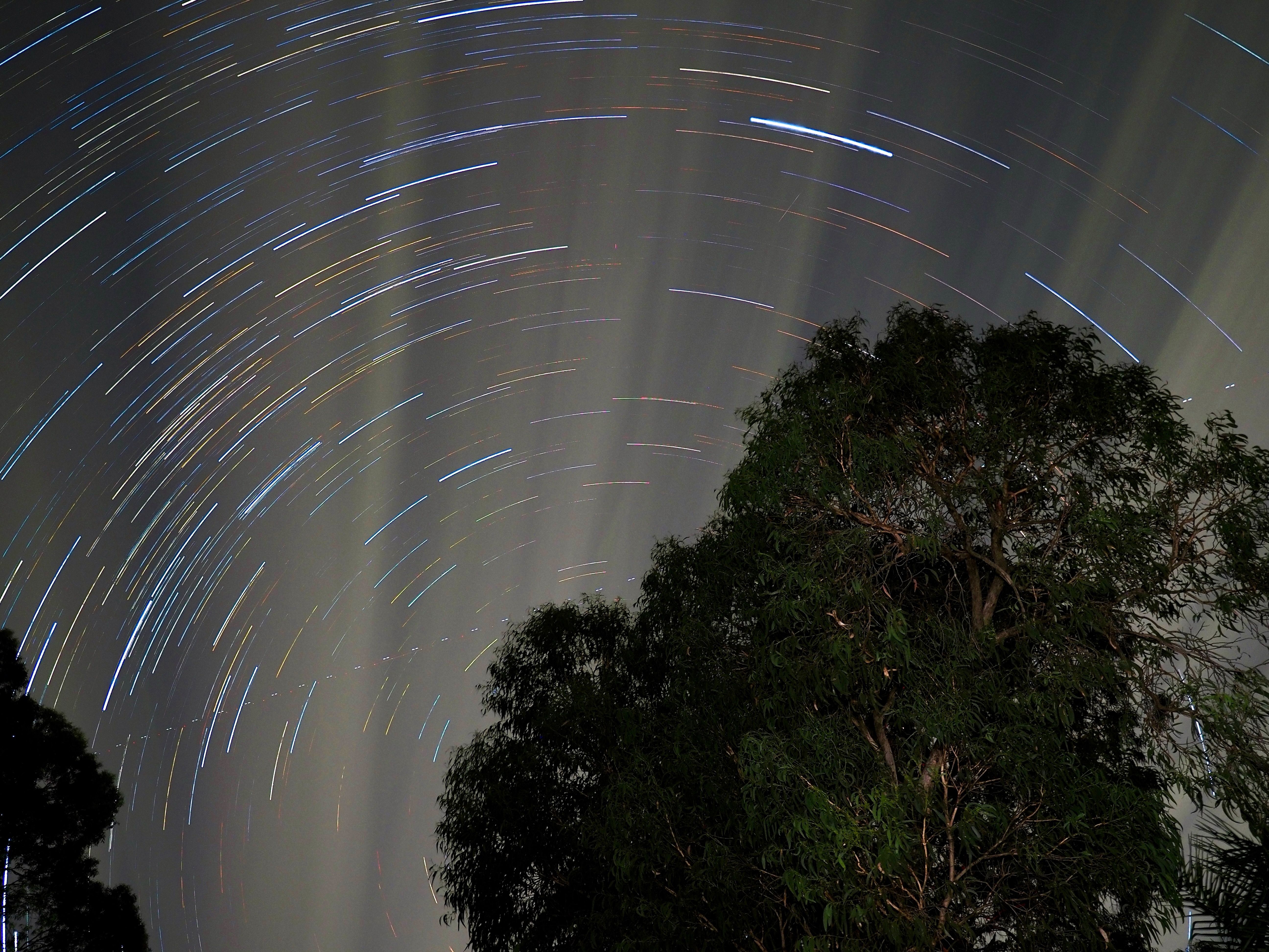 Arcs of light traced by stars in a murky sky, behind a eucalyptus tree