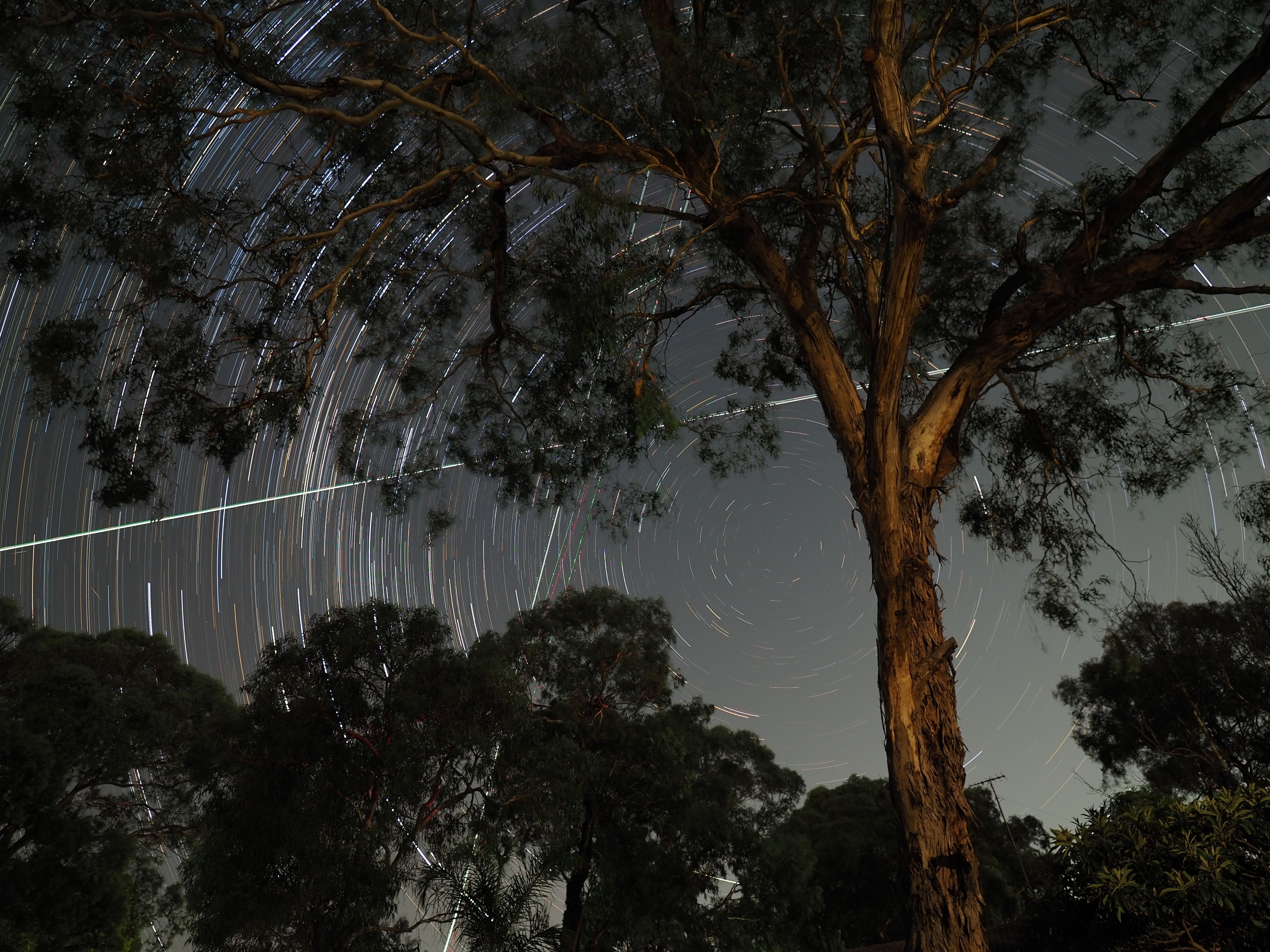 a large gum tree set against a long-exposure shot of stars forming arcs around an empty point in the sky