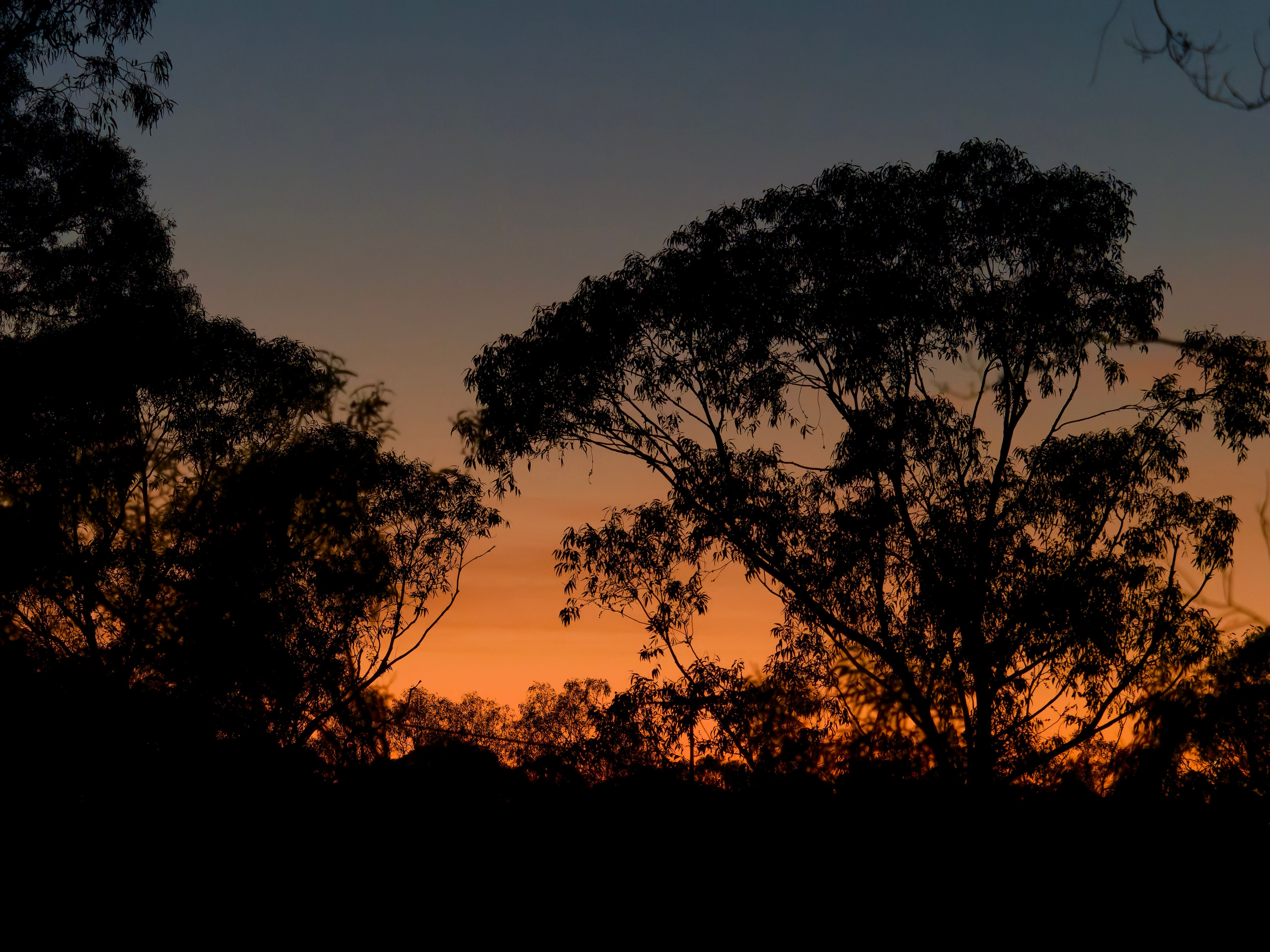 A clear sky lit by orange sunset with the dark leaves of gum trees in silhouette.