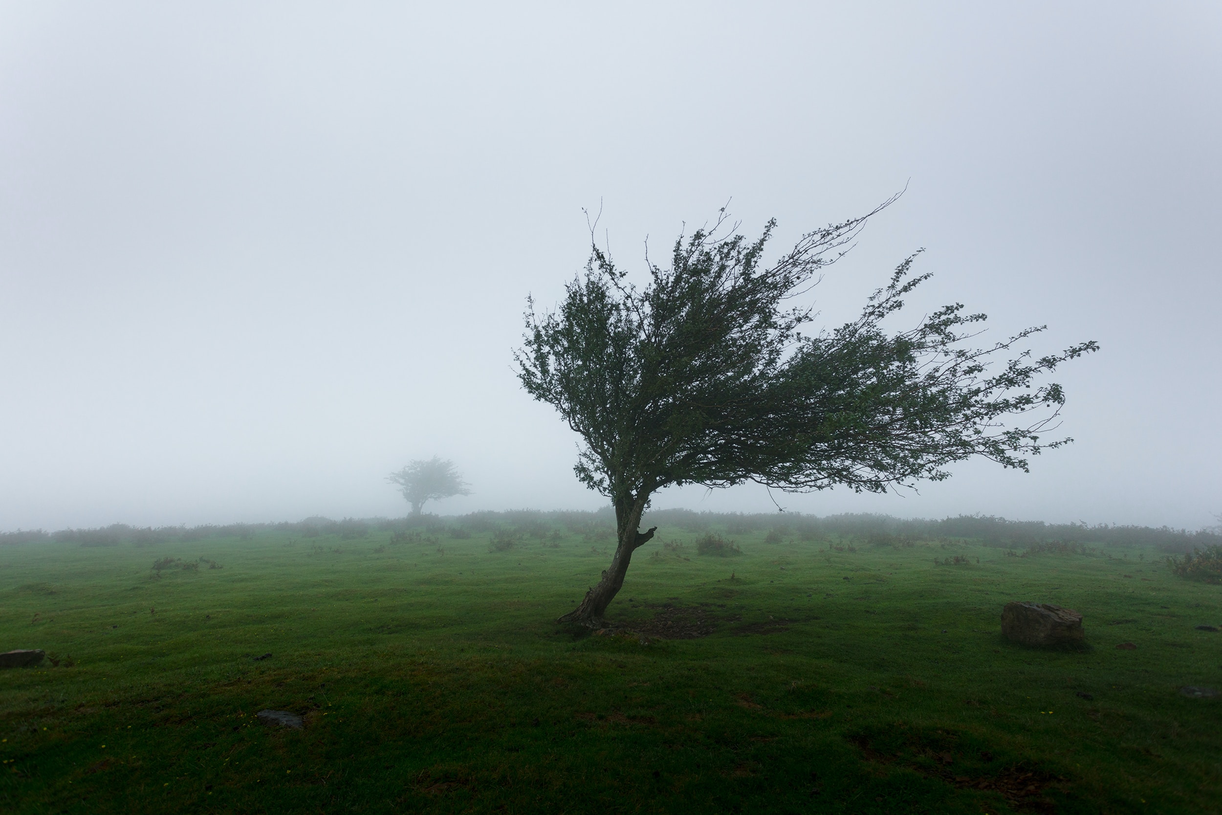 A leafy tree is buffeted by a strong wind. In the foggy background of the windswept landscape, a second, nearly identical tree can barely be seen.