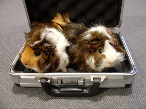 Guinea pigs packed and ready to go